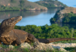 Apa yang Harus Sobat Bawa Ketika Lombok Komodo Tour Pertama Kali?