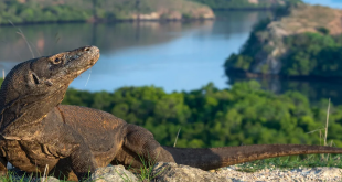 Apa yang Harus Sobat Bawa Ketika Lombok Komodo Tour Pertama Kali?